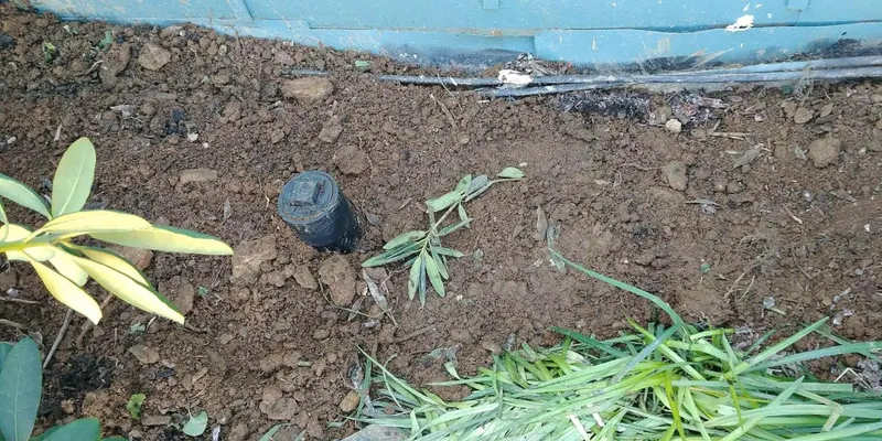 New service line trenched across a yard