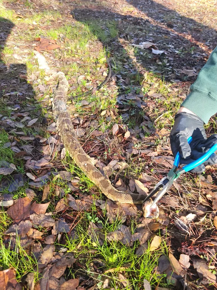 Snake pulled out of a plugged drain line