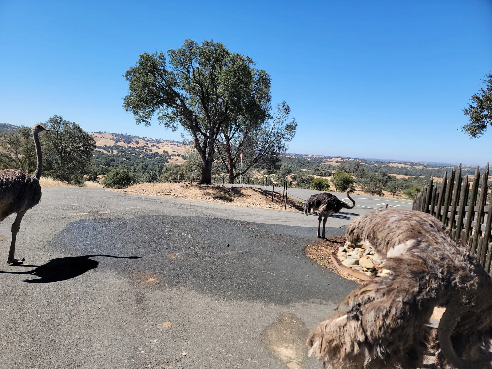 Two ostriches beside a foothills driveway job site